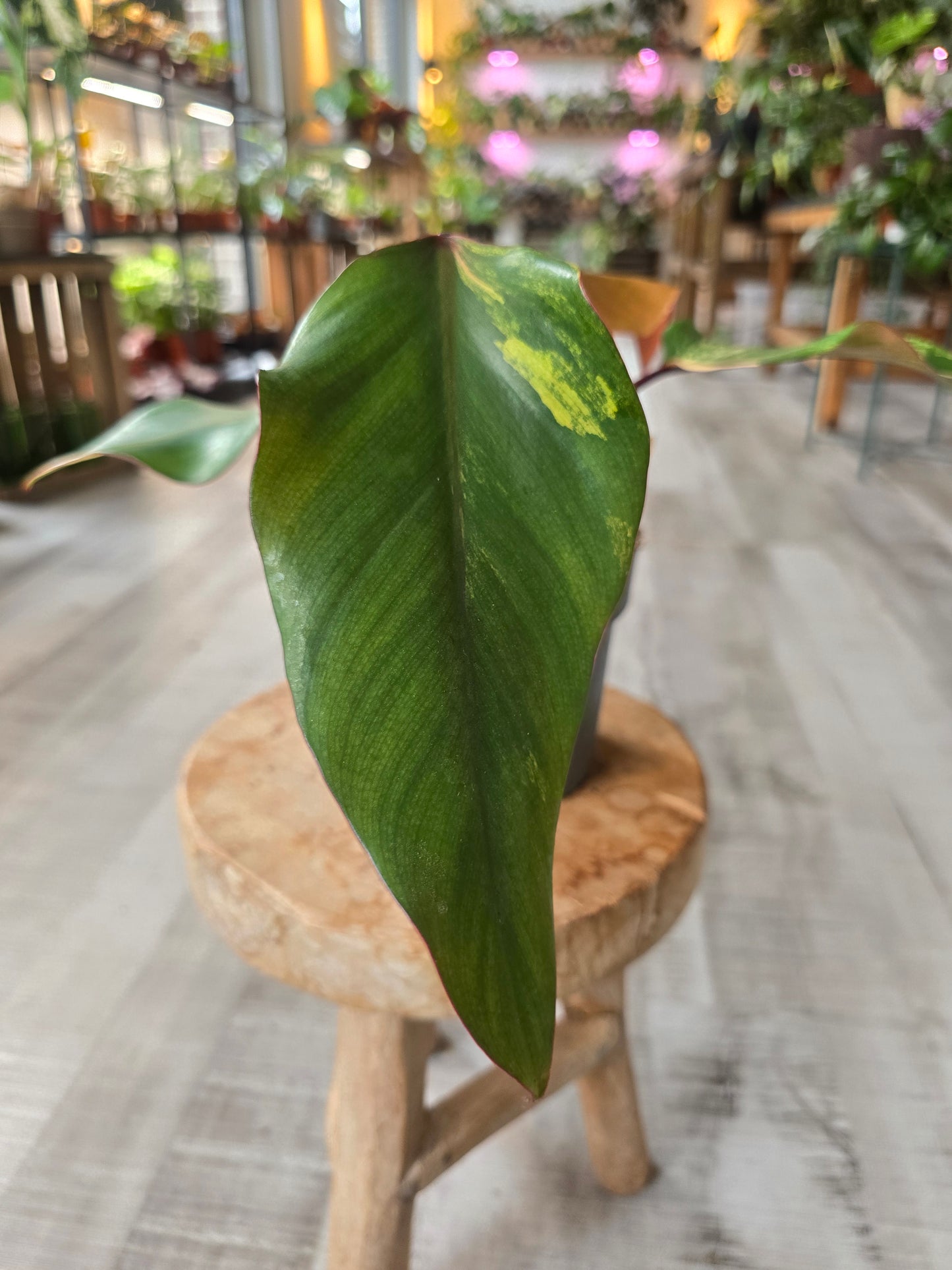 Philodendron Strawberry Shake (4)