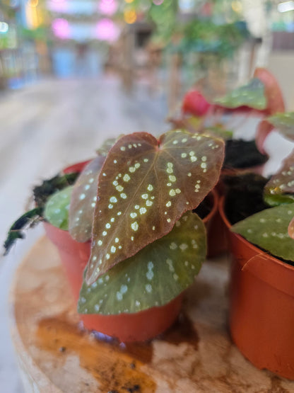 Begonia Pandora