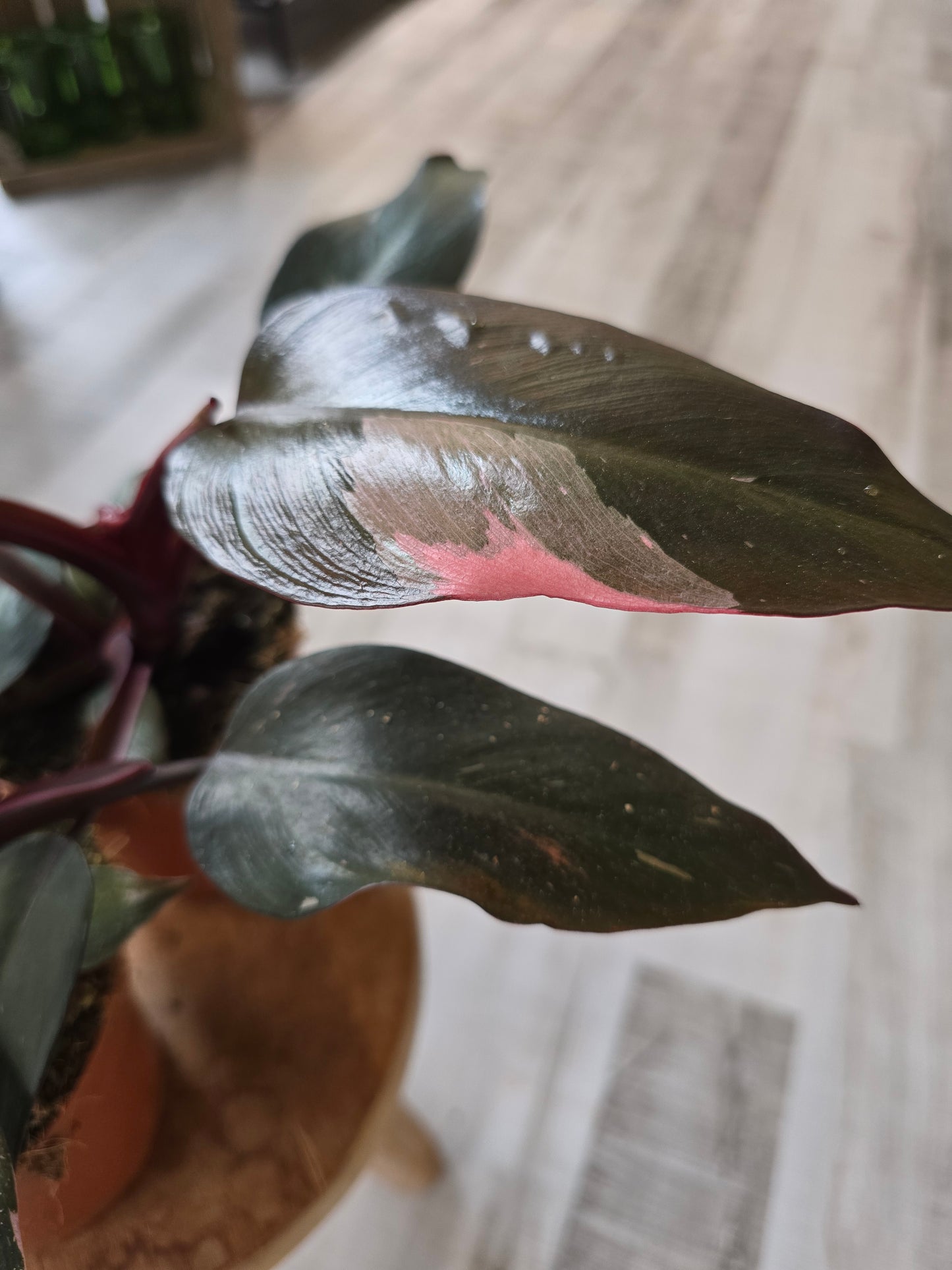 Philodendron Pink Princess