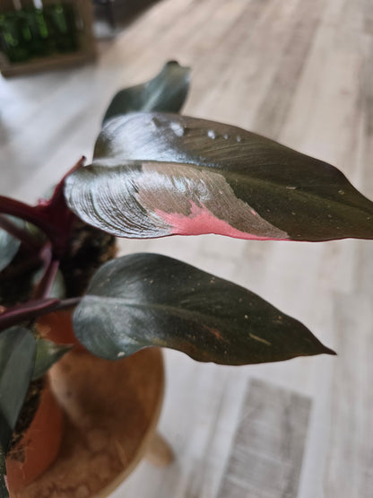 Philodendron Pink Princess