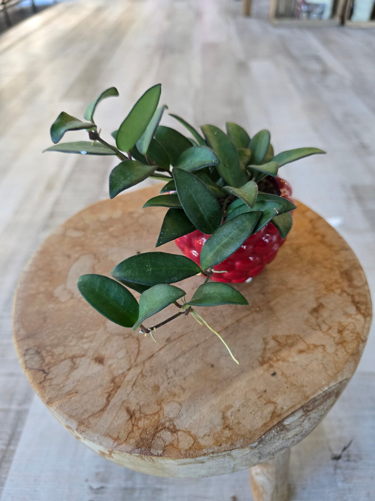 Hoya 'Rosita' 'S'