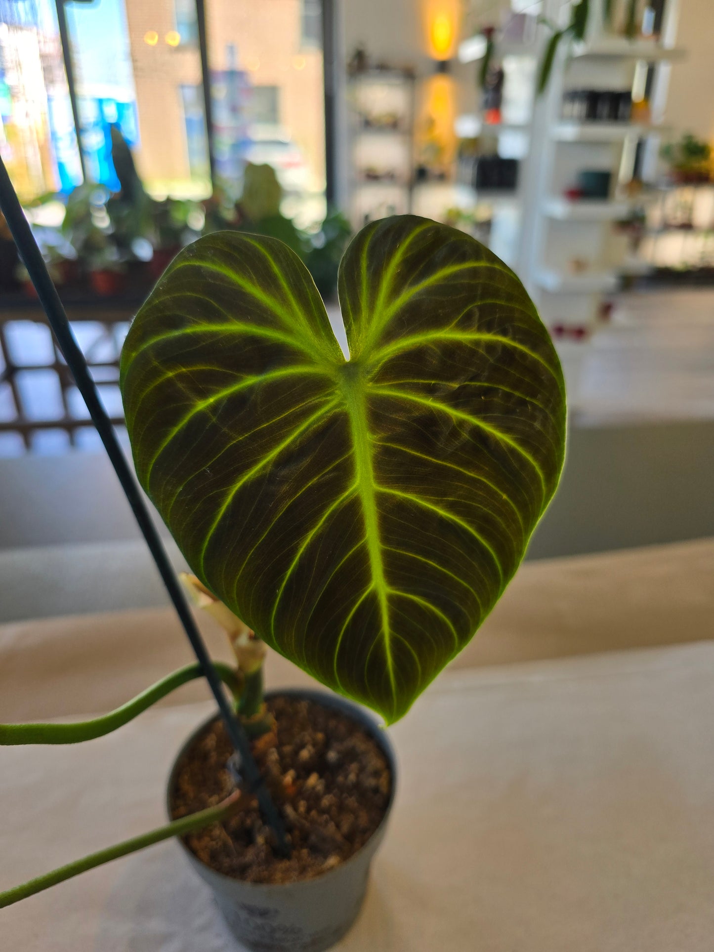Philodendron El Choco Red (SC6)
