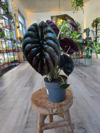 Alocasia Cuprea Red Secret