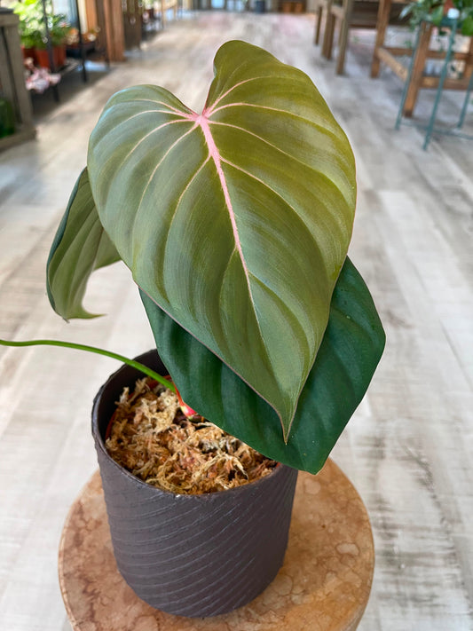 Philodendron Pink Glory (RC)