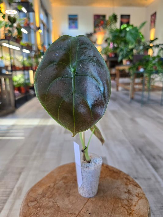 Alocasia Cuprea (JP)