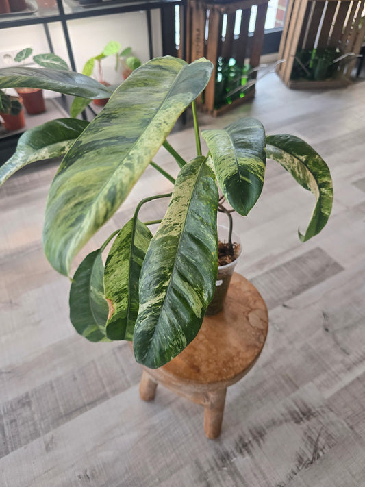 Epipremnum Giganteum variegata