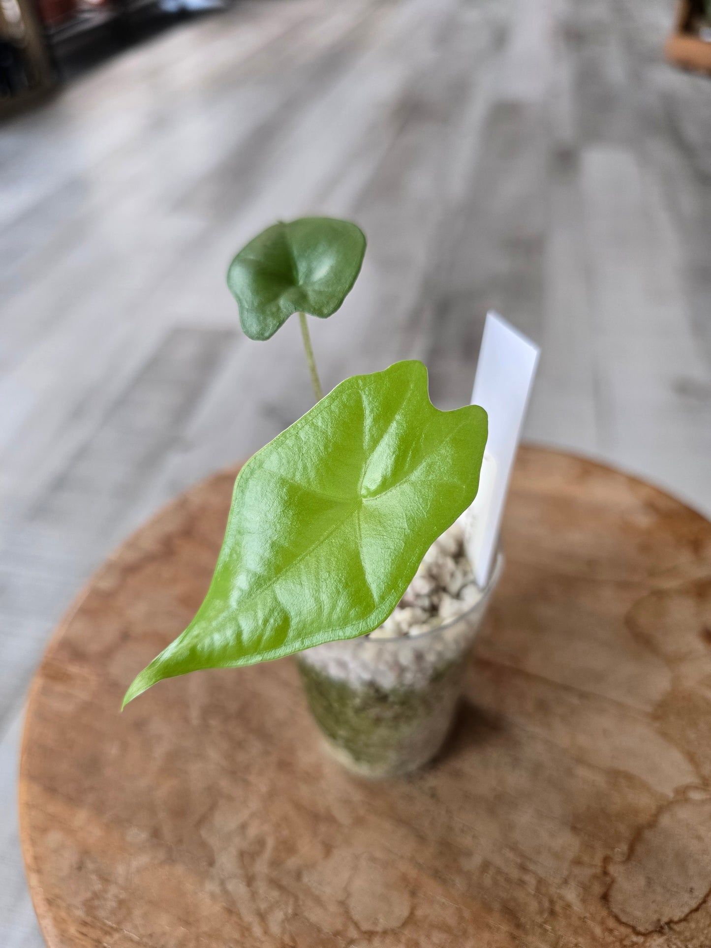 Alocasia Nycteris Batwing (JP)
