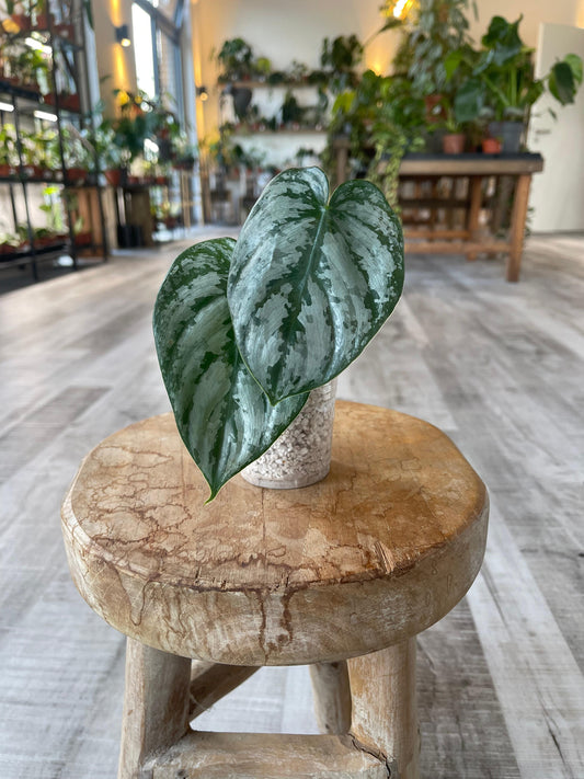 Philodendron Brandtianum 'Wild Form' (RC)