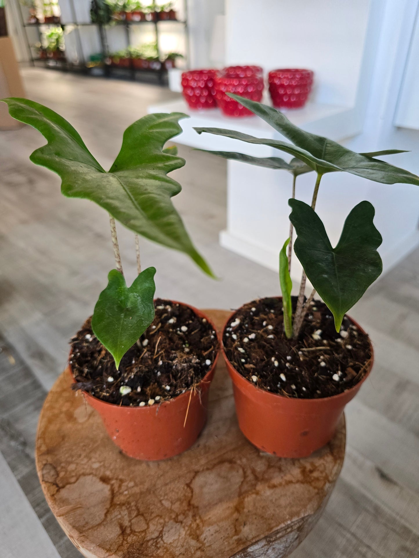 Alocasia nycteris 'Bat Wing'