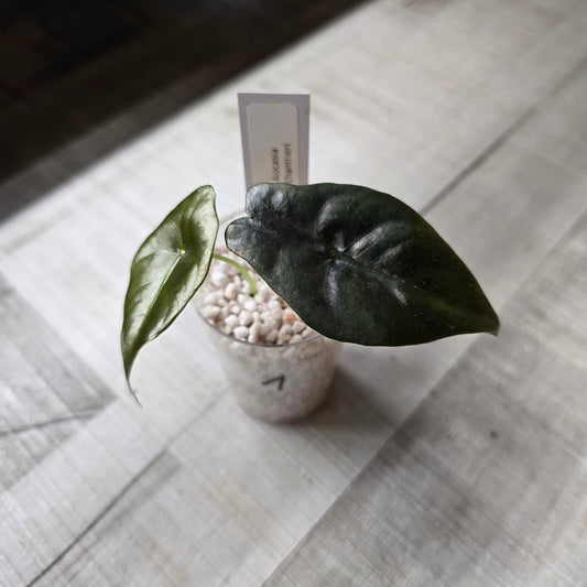 Alocasia chantrieri (JP)