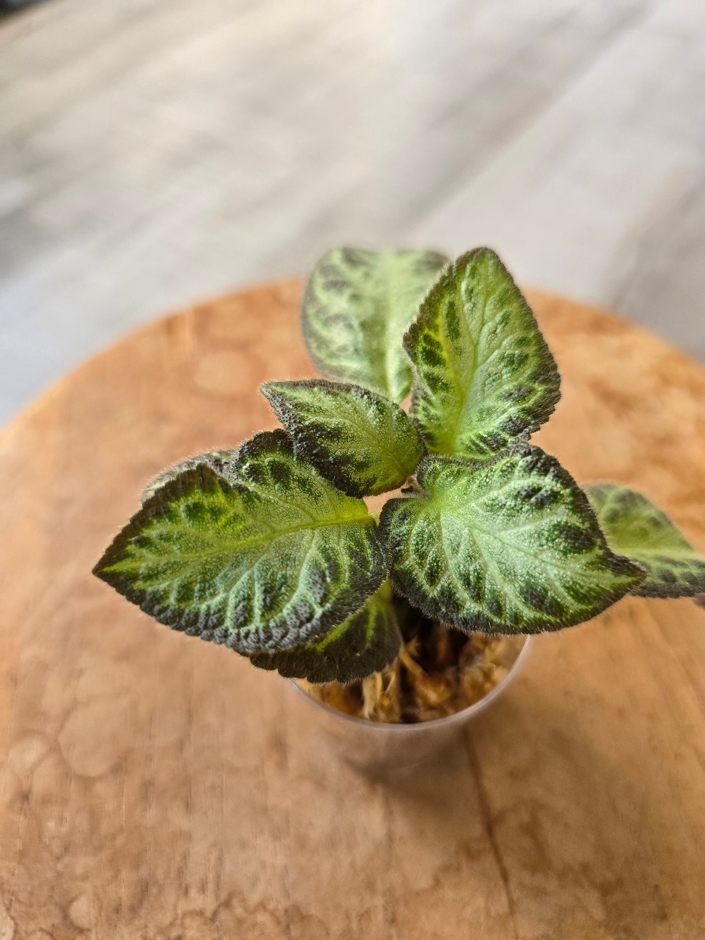 Episcia cupreata 'Silver Shield' (JP)