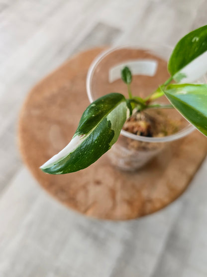 Philodendron White Princess (JP)