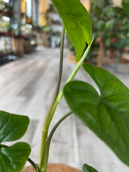 Syngonium sp. Costa Rica (JP)