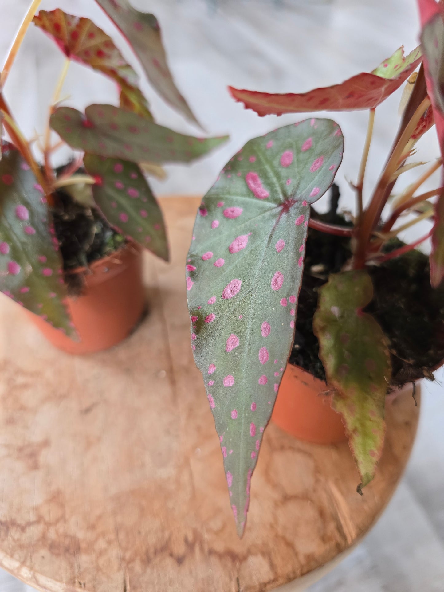 Begonia Amphioxus x Malachosticta