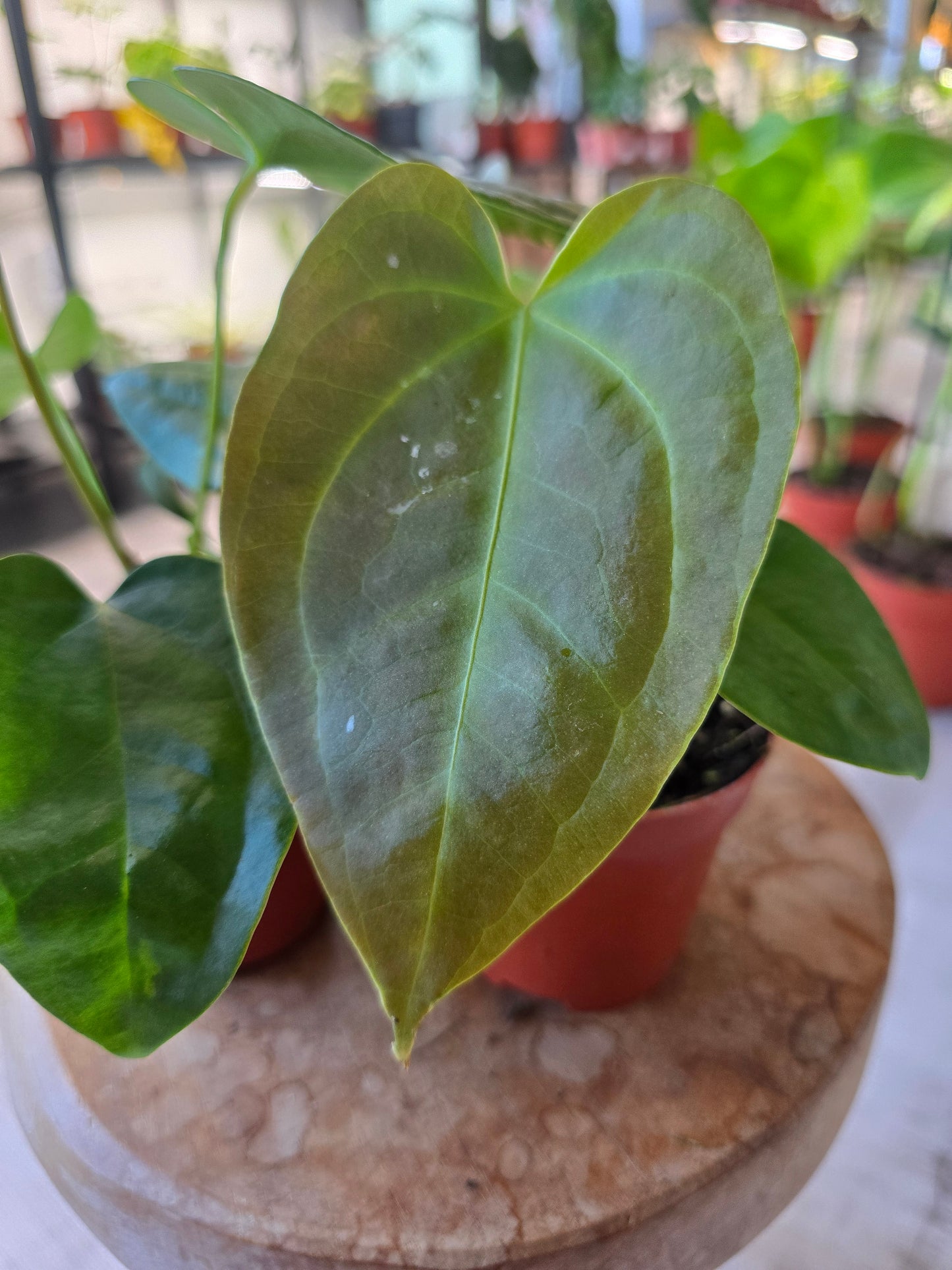 Napo Anthurium