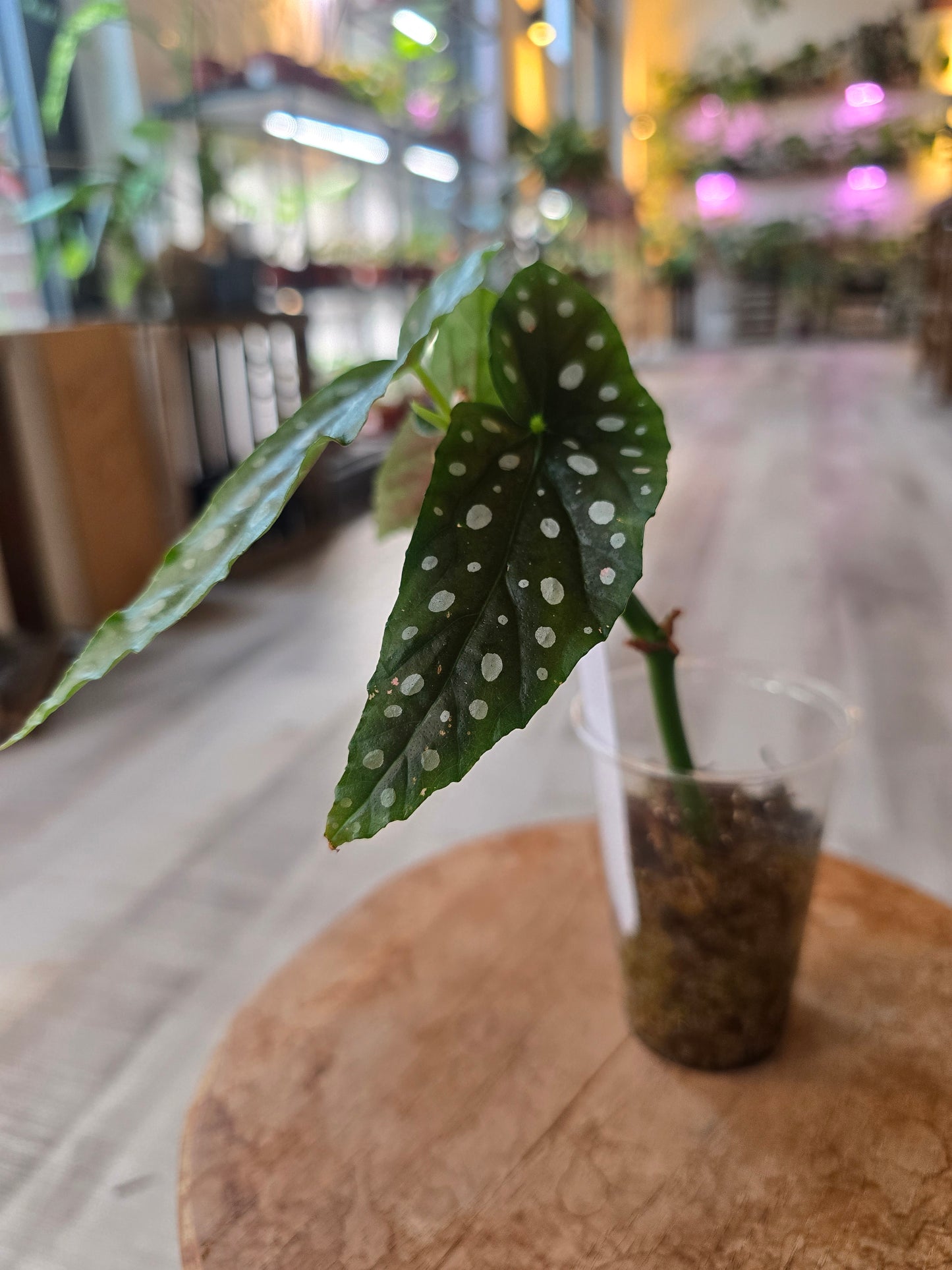 Begonia maculata (RC)