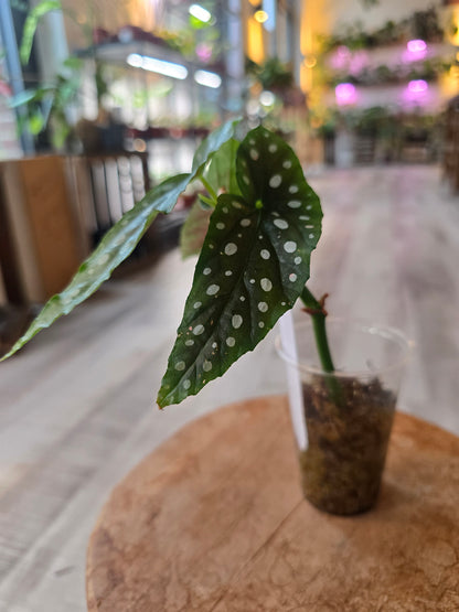 Begonia maculata (RC)