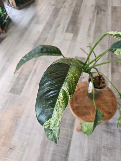 Epipremnum Giganteum variegata