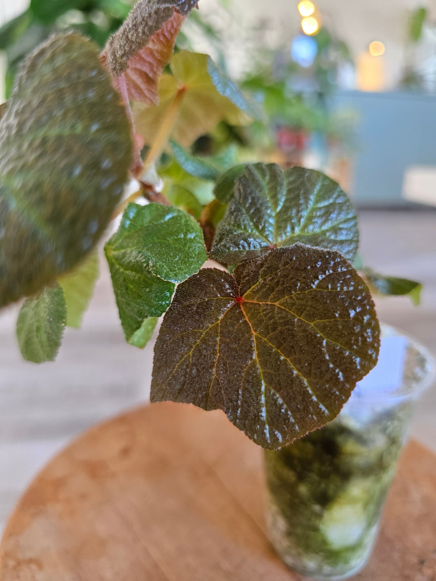 Begonia Boomer (RC1)