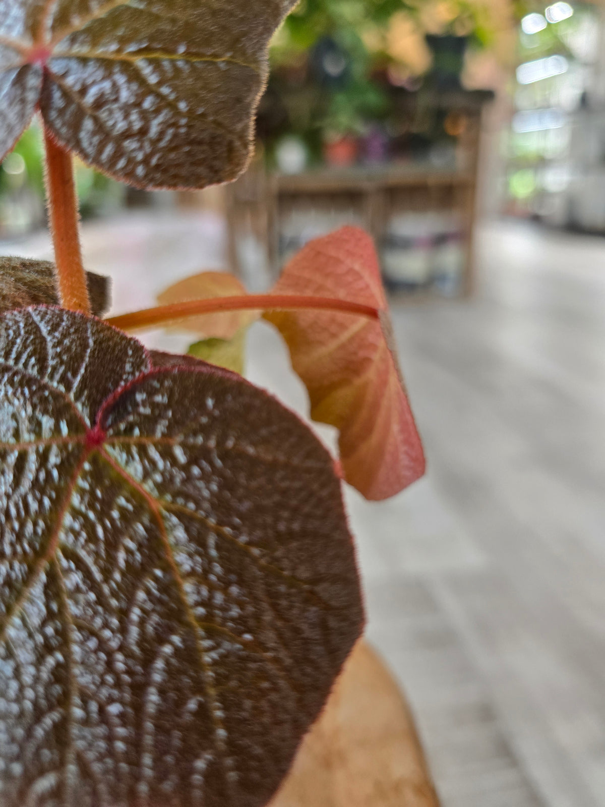 Begonia Boomer (RC1)