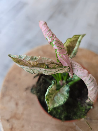 Syngonium Pink Rolli