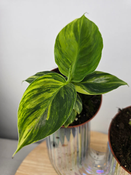 Musa Aurea