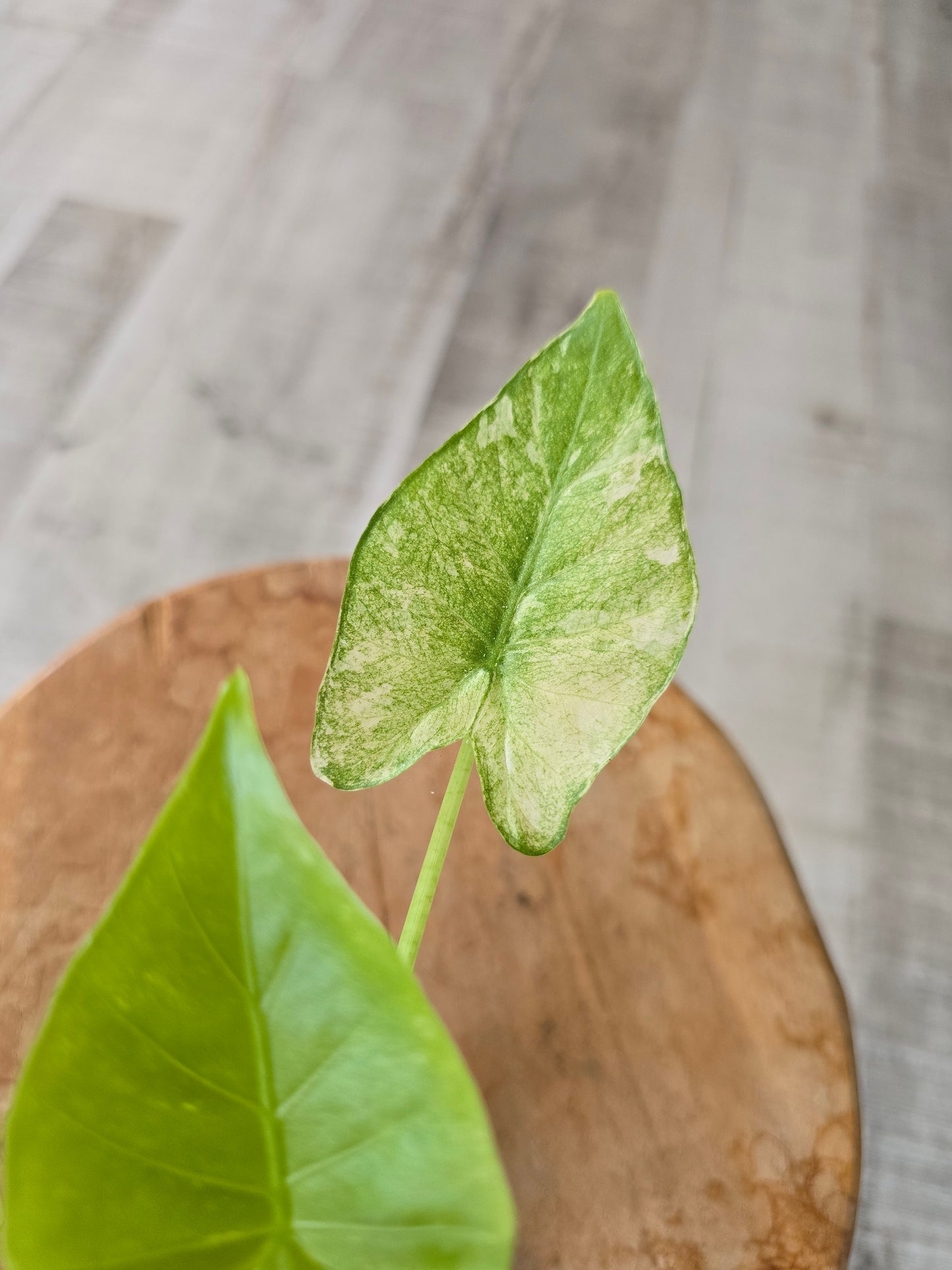 Alocasia Gageana albo/mint (JP)