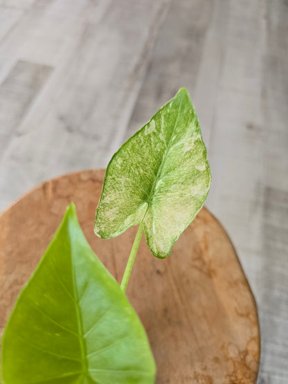 Alocasia Gageana albo/mint (JP)