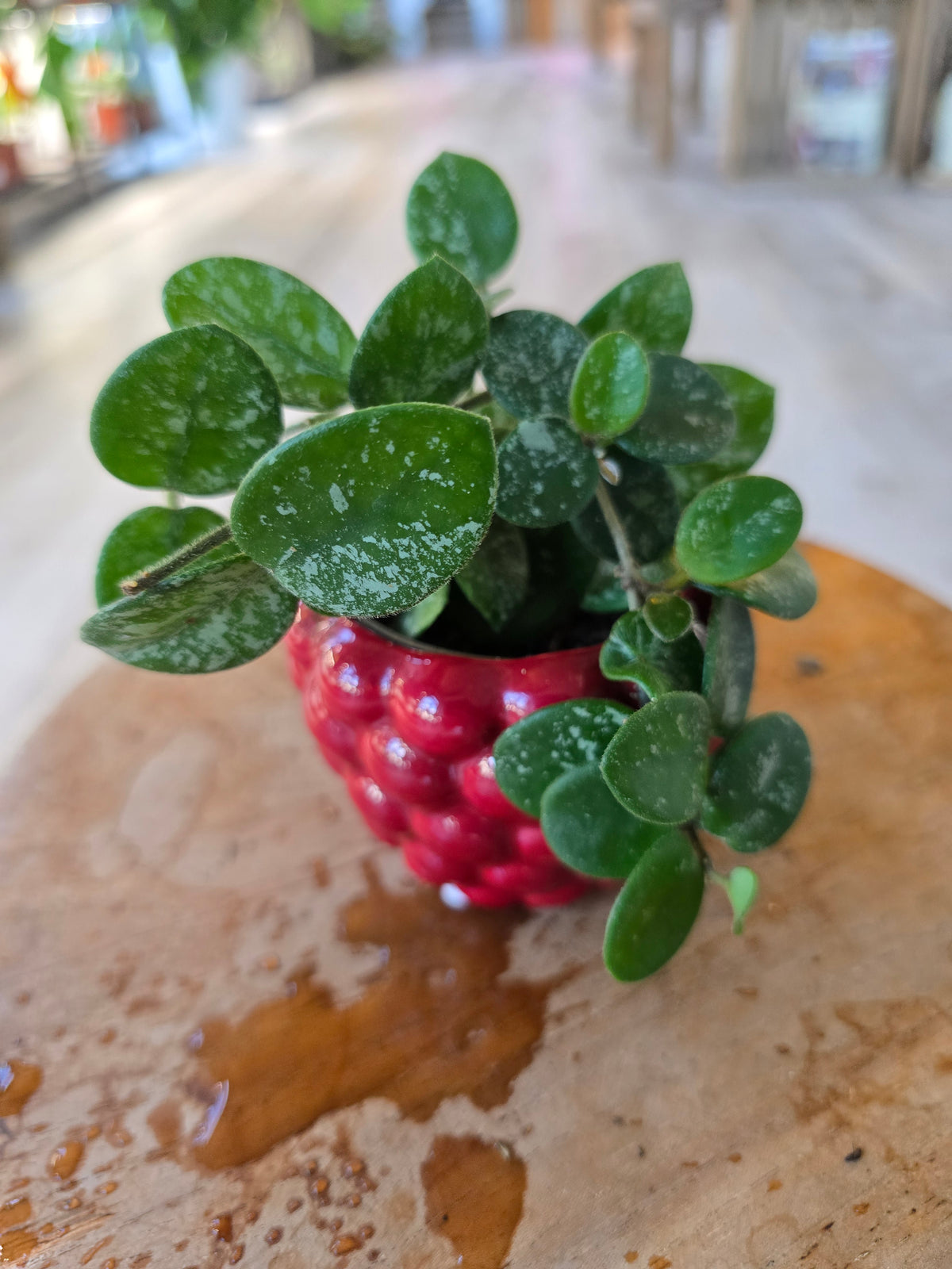 Hoya 'Mathilde Splash' 'S'