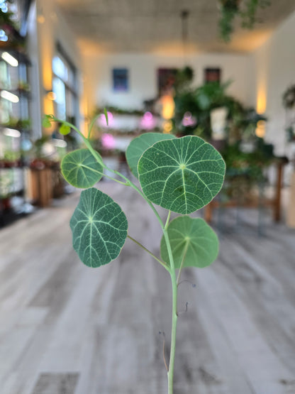 Stephania erecta