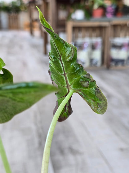 Alocasia Loco (JP)