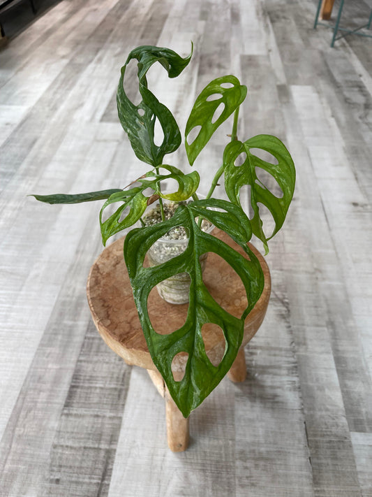 Monstera adansonii Indonesian Marble (JP2)