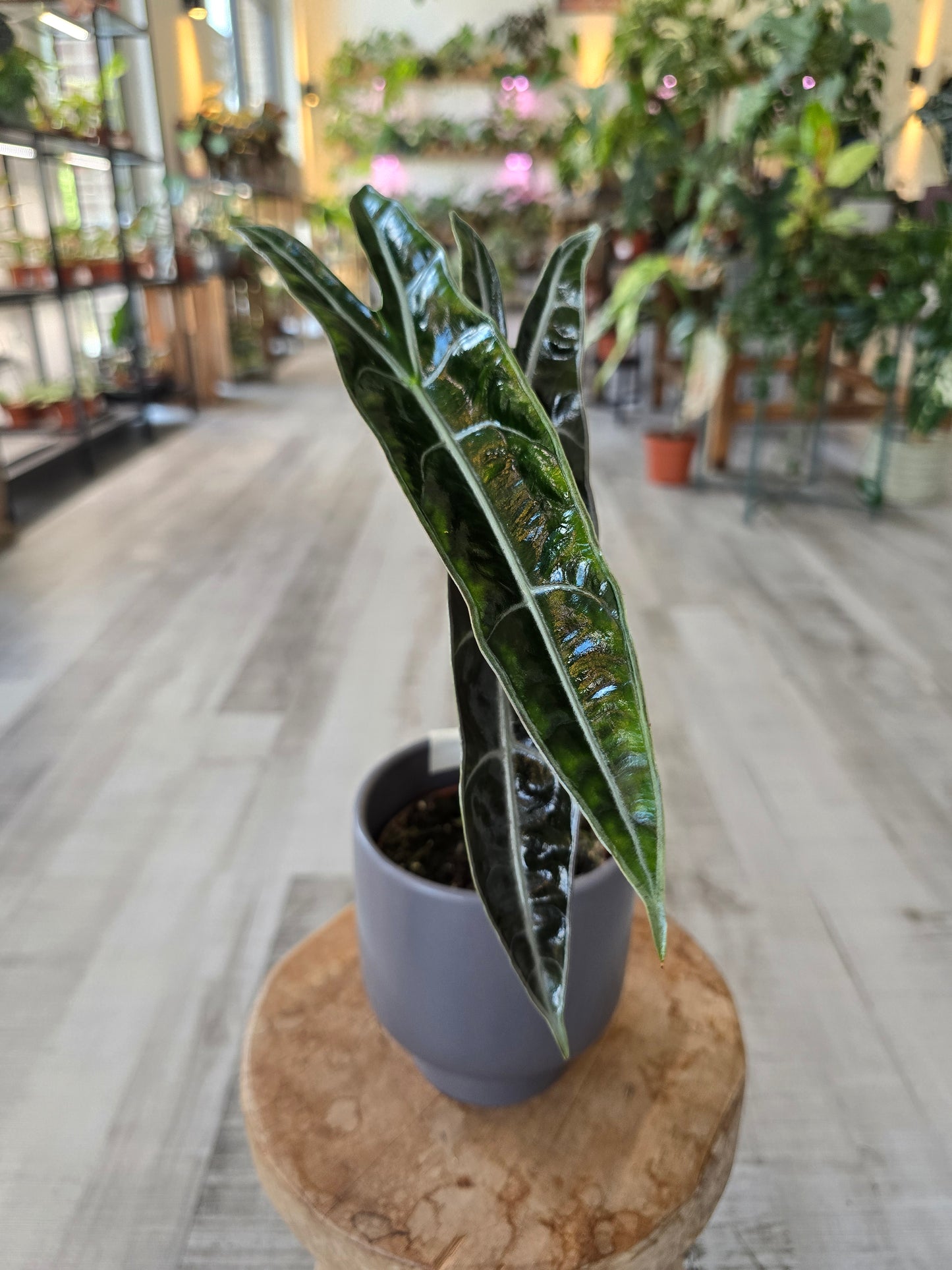 Alocasia Longiloba « Purple »