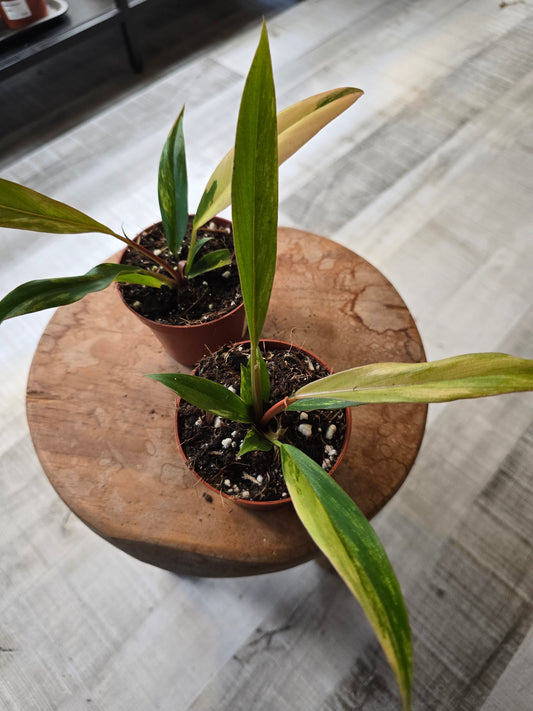 Philodendron Caramel Marble