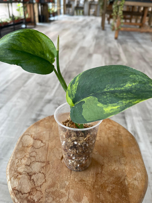 Scindapsus Jade Satin variegata(JP)