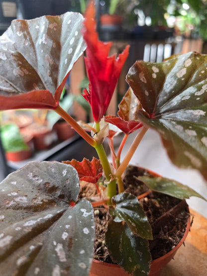 Begonia Aiai
