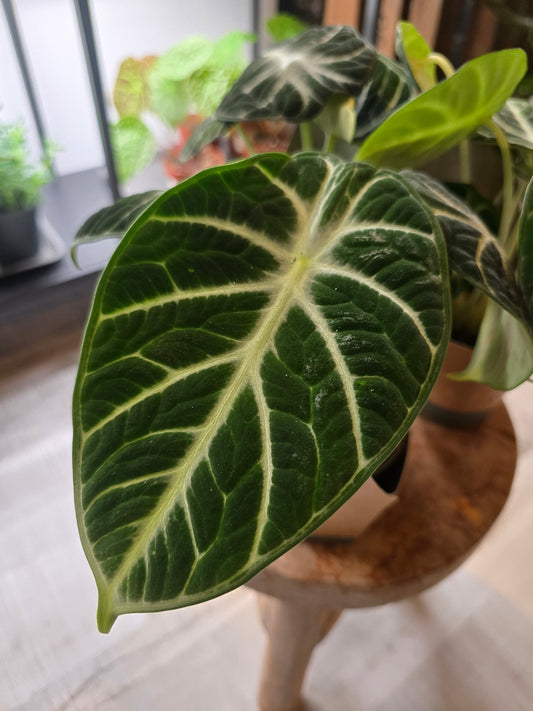 Alocasia reginula Ninja