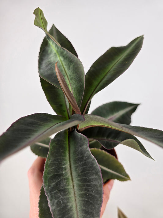 Labisia pumila