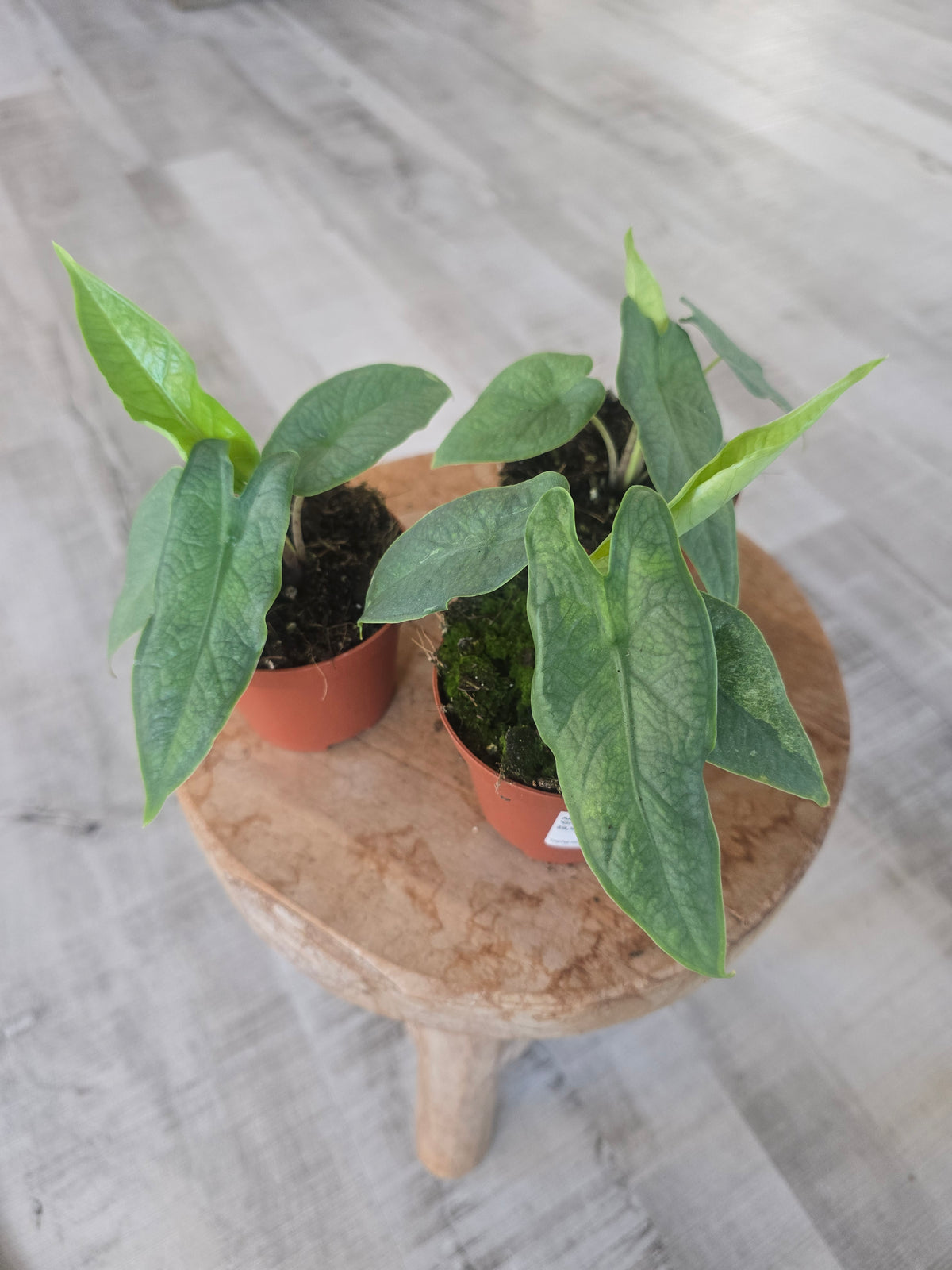 Alocasia 'Sulawesi Green Carpet'