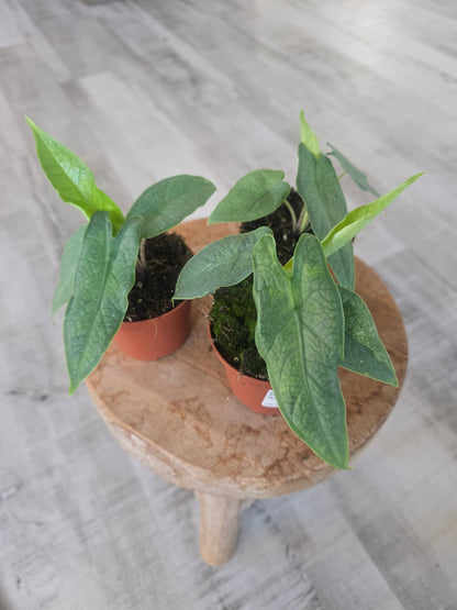 Alocasia 'Sulawesi Green Carpet'