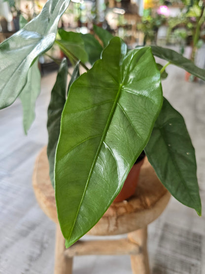 Alocasia Heterophylla 'Corazon'