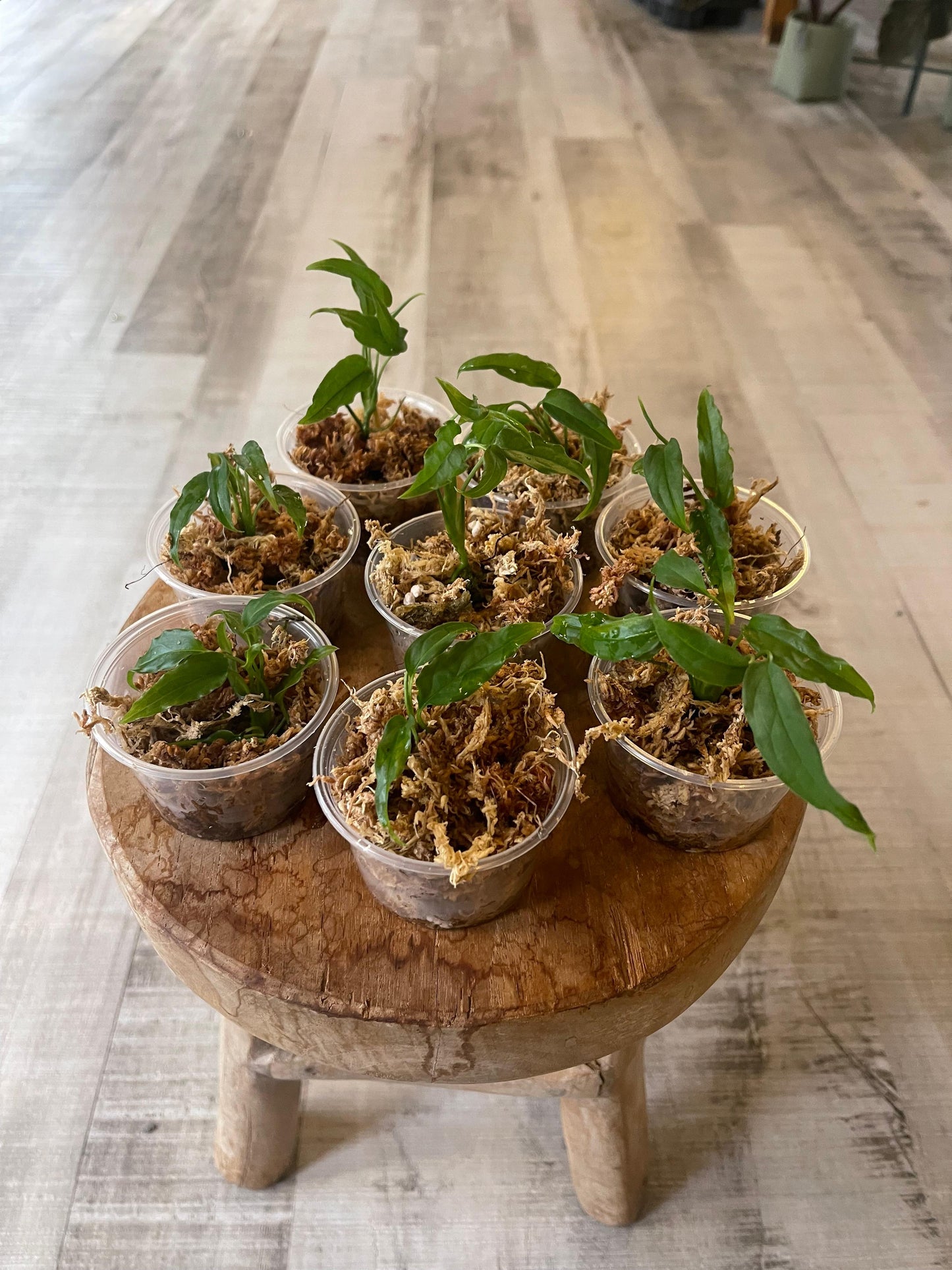 Monstera Obliqua Peru (JP)