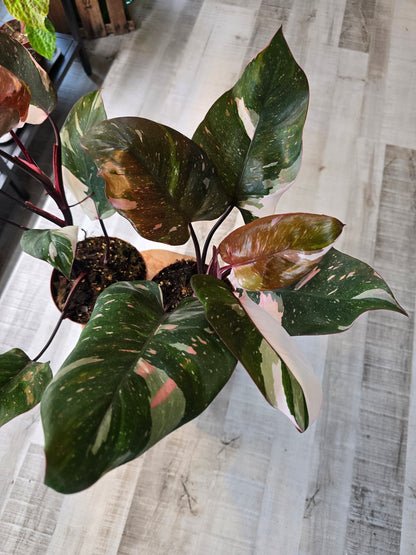 Philodendron Red Anderson Pink