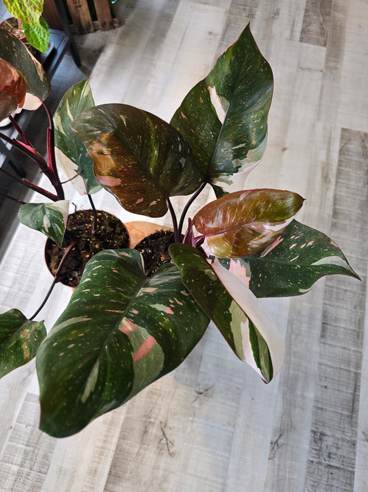 Philodendron Red Anderson Pink