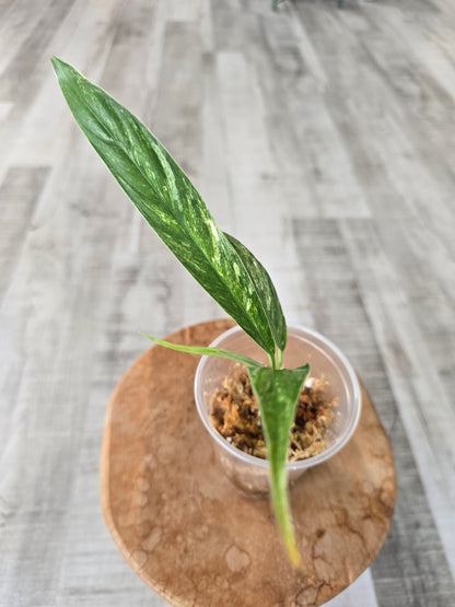 Rhaphidophora Megasperma variegata