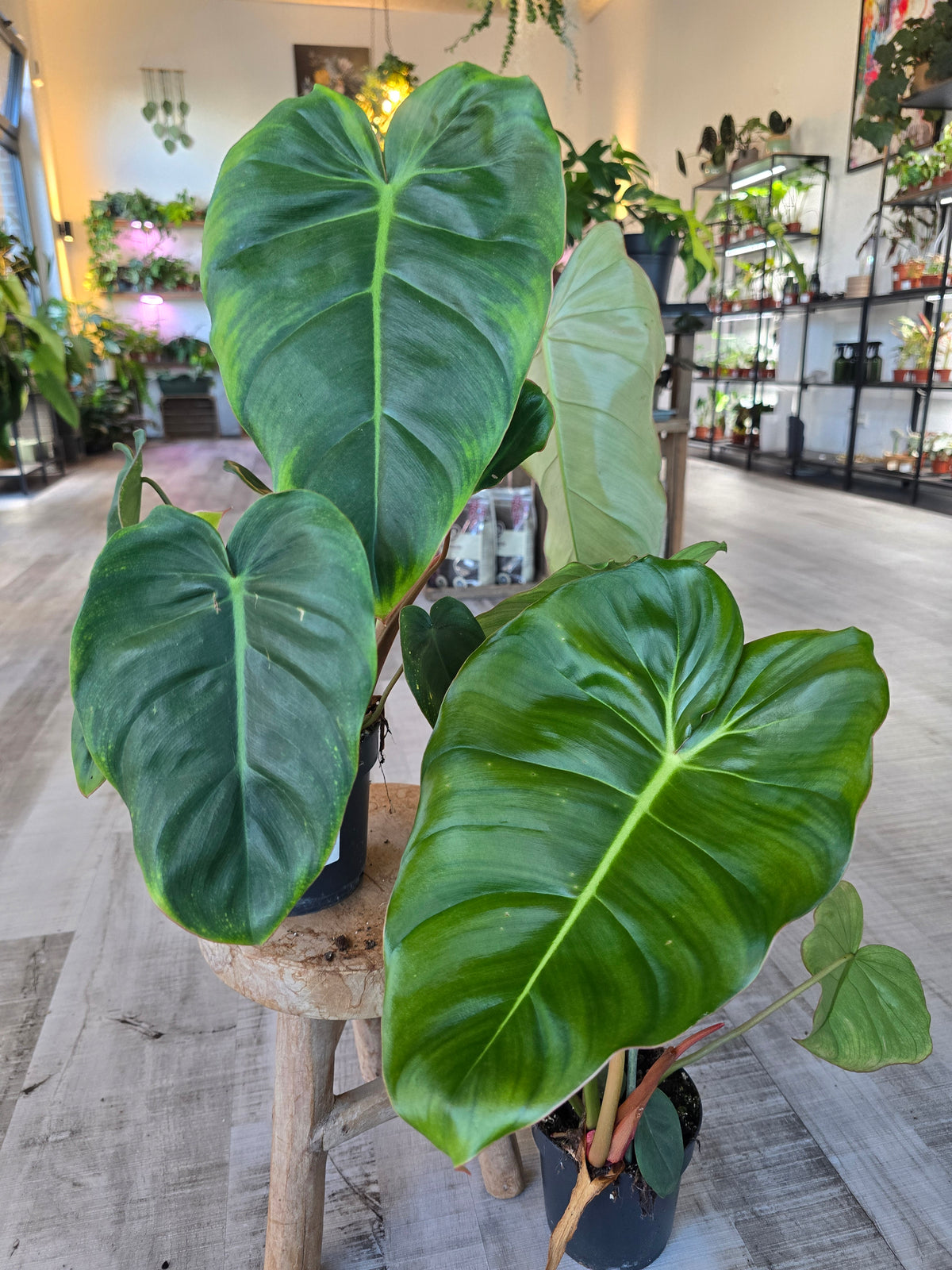 Philodendron billietiae × pastazanum