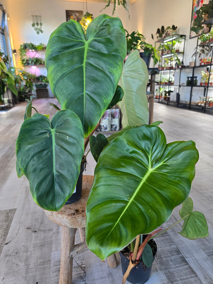 Philodendron billietiae × pastazanum
