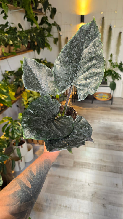 Alocasia 'Antoro Velvet'