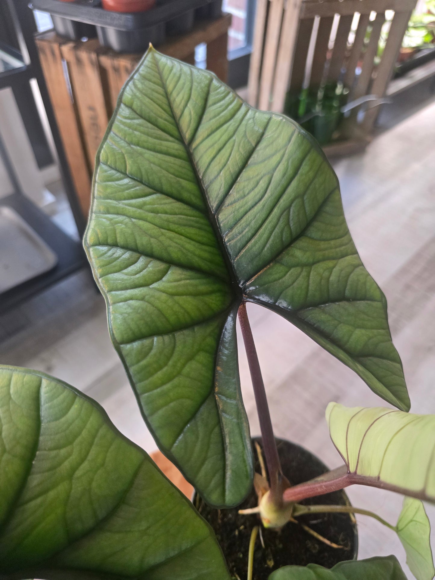 Alocasia Platinum