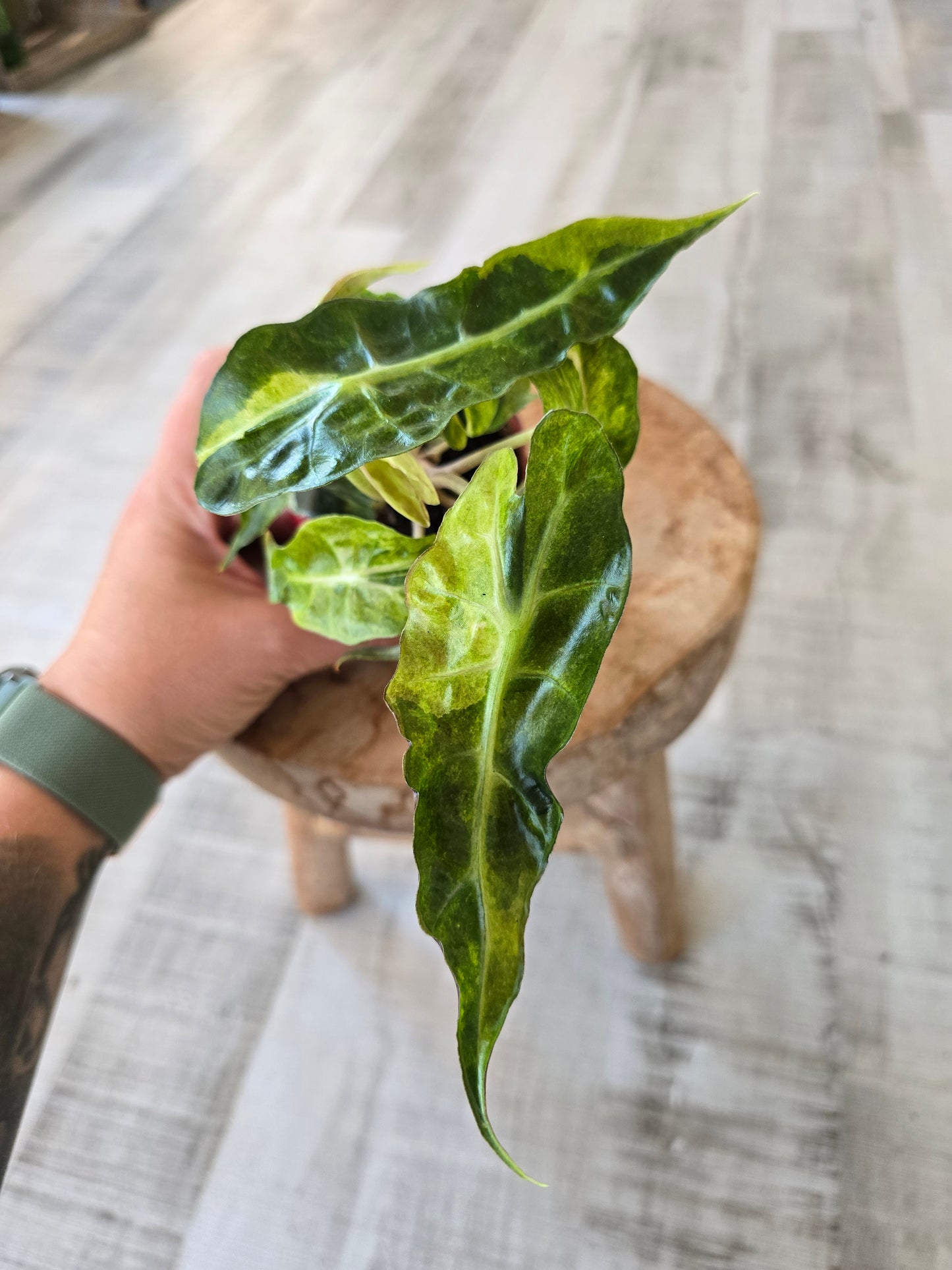 Alocasia Polly 'aurea variegata'